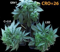 72 CRO ALL 26