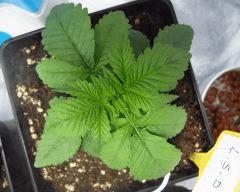 49 LSD CR0 10 2