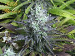 144 LSD FLO 54