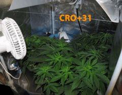83 CRO ALL 31