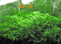 125 ALL FLO 25