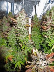 174 LSD FLO 73