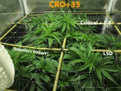 90 CRO ALL 35