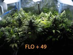 141 ALL FLO 49