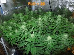 129 ALL FLO 28