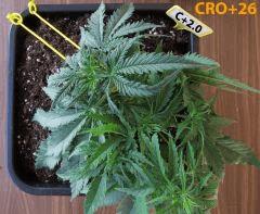 75 Critical CRO 26