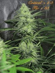 136 Critical FLO 33
