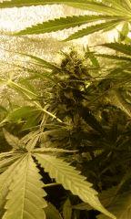 bud