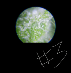 WWXBB3