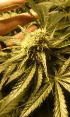 critical+