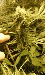 bud