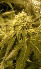 critical+