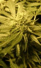 critical+