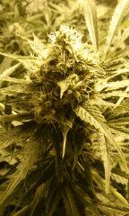 bud