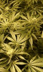 bud