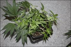 Sour Diesel amherst après palissage