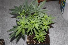 Sour diesel amherst avant palissage