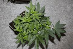 Sour Diesel amherst avant palissage