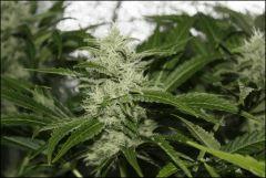 Sour Diesel Amherst