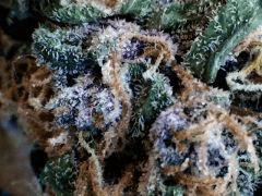 plush # 3 macro