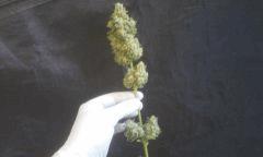 mendocino1 # 1