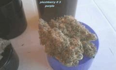 plush  # 3