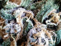 plush # 3  macro