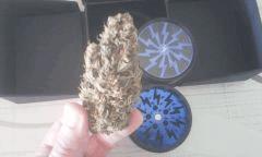 blue dream . h