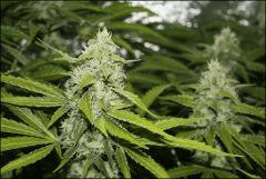 Sour Diesel 3
