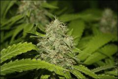 Bubba Kush 2