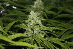 Sour Diseel 2