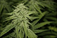 Pineapple Chunk 1