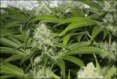 Sour Diesel 4