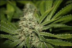 Chemdawg