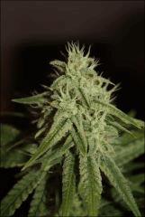 Pineapple Chunk 5