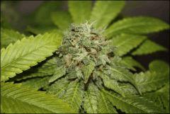 Bubba petite 1