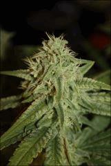 Pineapple Chunk 4