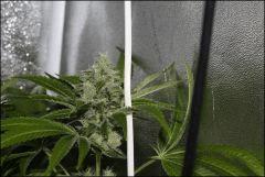 Sour Diesel 5