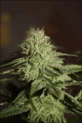 Pineapple Chunk 2
