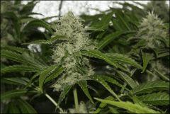Sour Diesel 1