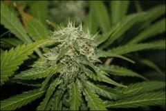 Blue Cheese