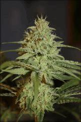 Pineapple Chunk 3