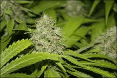 Bubba Kush 1