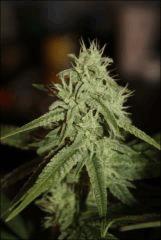 Pineapple Chunk 6