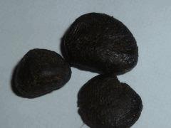 Gumby Hash de Critical +