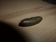 Gumby Hash de Moby Dick
