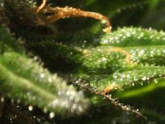 DSCF1729