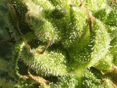 DSCF1767
