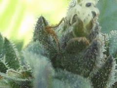 DSCF1770