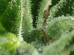 DSCF1741